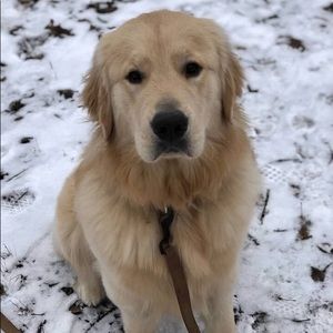 Meet your Posher, Brady